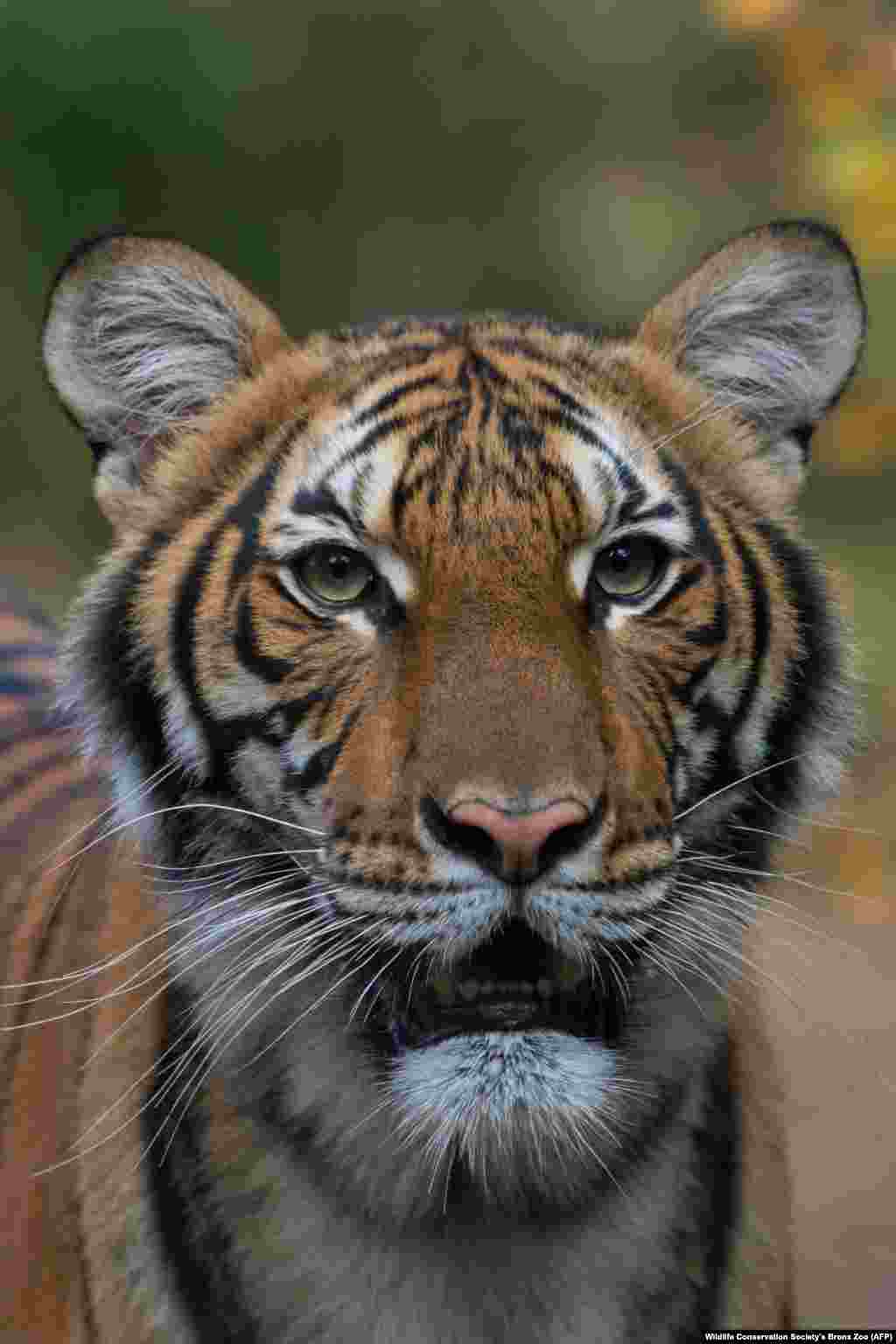 САД - Тигрица во зоолошката градина Бронкс во Њујорк е позитивна на коронавирусот, потврди американската ветеринарна лабораторија. Се верува дека тигрицата Надја била заразена од чуварот кој не покажал никакви симптоми на ковид-19.