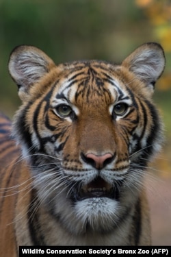 Тигрица Надя из зоопарка Бронкса