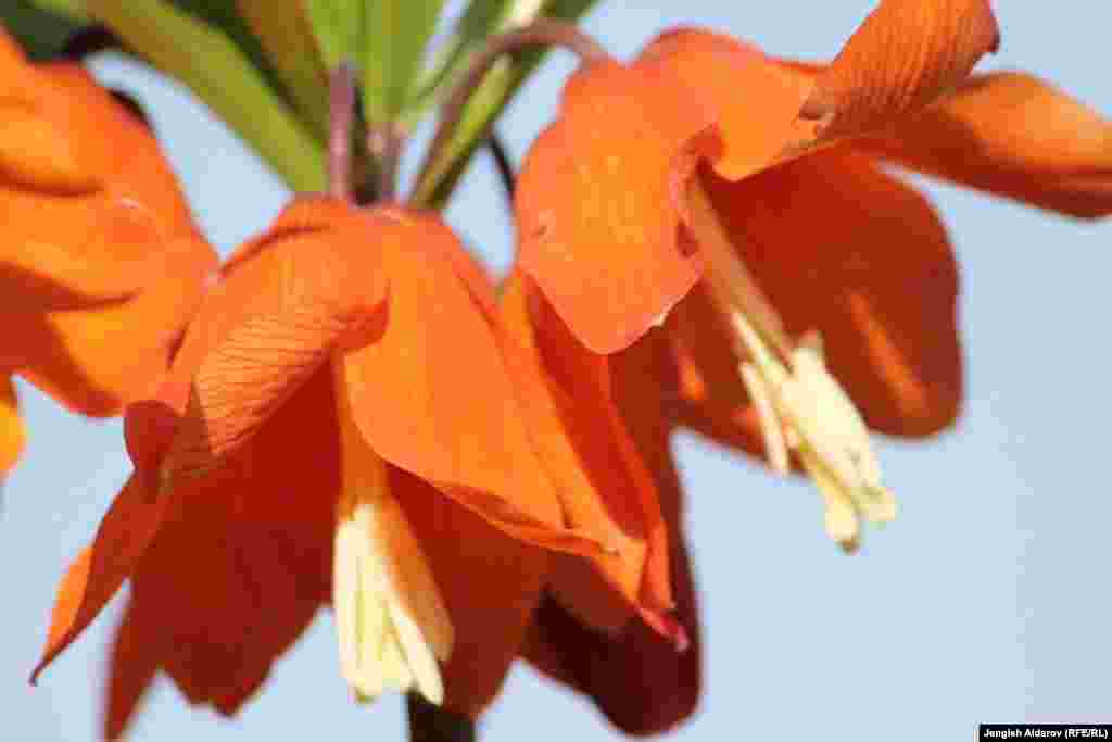 Известный в науке как рябчик Эдуарда цветок Айгуль обычно цветет в апреле.&nbsp;