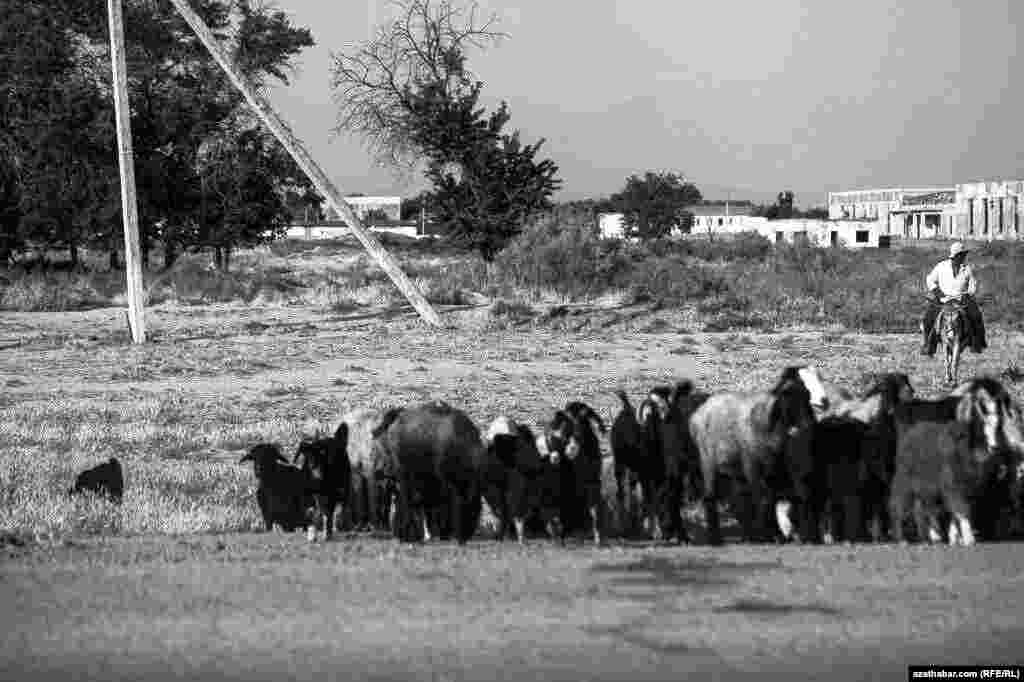 Atam Annagurban aga çopan bolupdyr, iliň goýnuny bakypdyr. Mal bakyp ýören adam görsem, atamy ýatlaýaryn. Ol 1937-38-nji ýyllarda, "kolhoz gurluşygyna garşy boldy" diýip, 10 ýyl türme tussaglygyna höküm edilipdir. Emma 5 ýyldan boşadylypdyr.