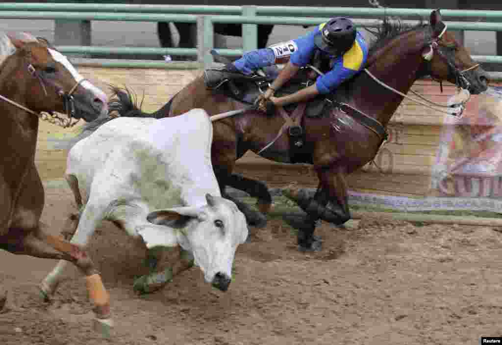 A cowboy pulls a bull by its tail during during the 16th International Coleo Festival in Villavicencio, Colombia, on October 15. (REUTERS/John Vizcaino)