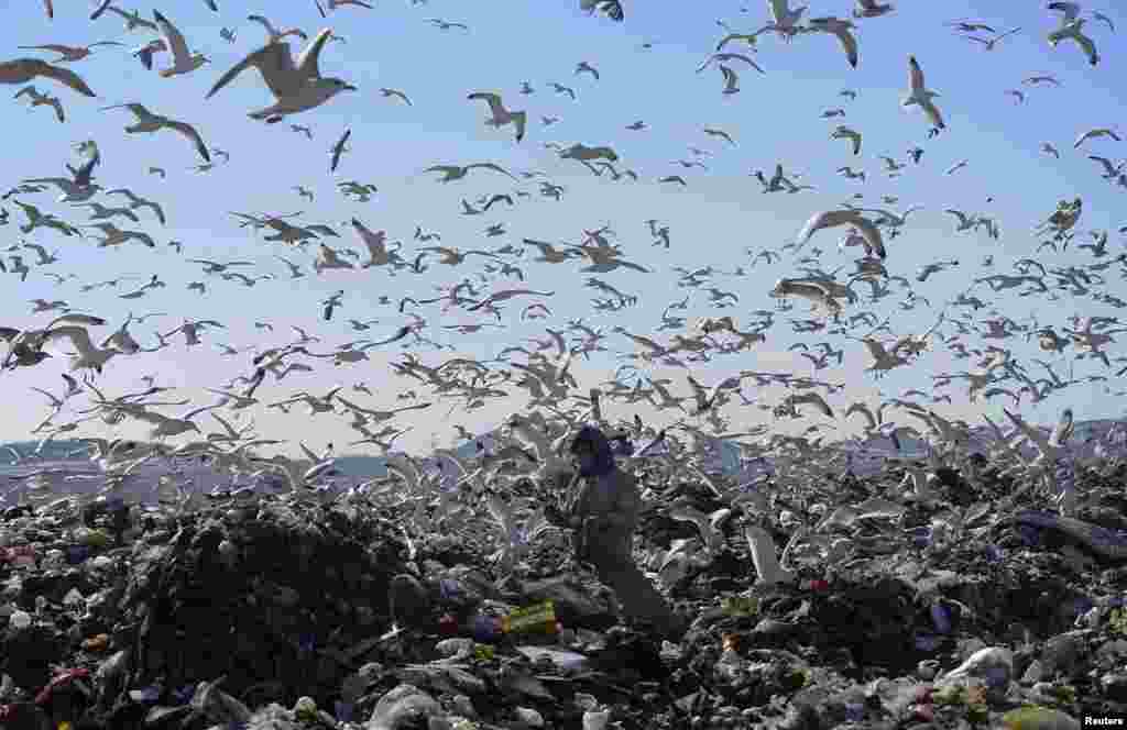A woman picks up recyclable materials, as seagulls look for food, at a dump site of a garbage disposal plant in Dalian, in China's Liaoning Province. (Reuters)