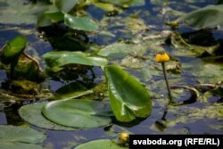 Вышэй па цячэньні Дзітвы відаць дно і цьвітуць гарлачыкі