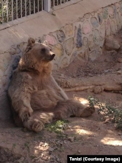 خرس قهوه‌ای باغ وحش ارم در تهران عکس از تانیزی