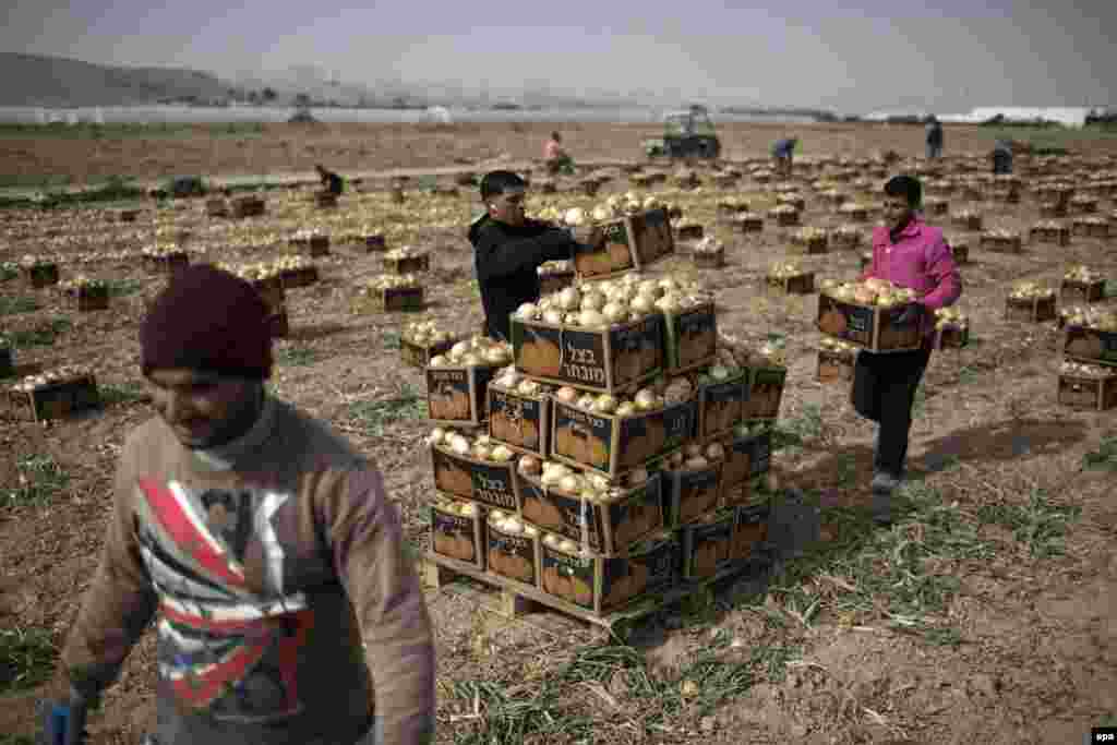 Palestinians work in an onion field near the Israeli settlement of Almog, located near the West Bank city of Jericho. (epa/ABIR SULTAN)