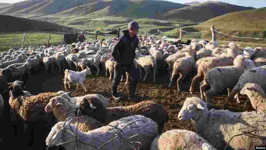 Чабан Панарбек Мадияр следит за овцами и козами. Плато Ассы расположено примерно в 90 километрах к востоку от Алматы.