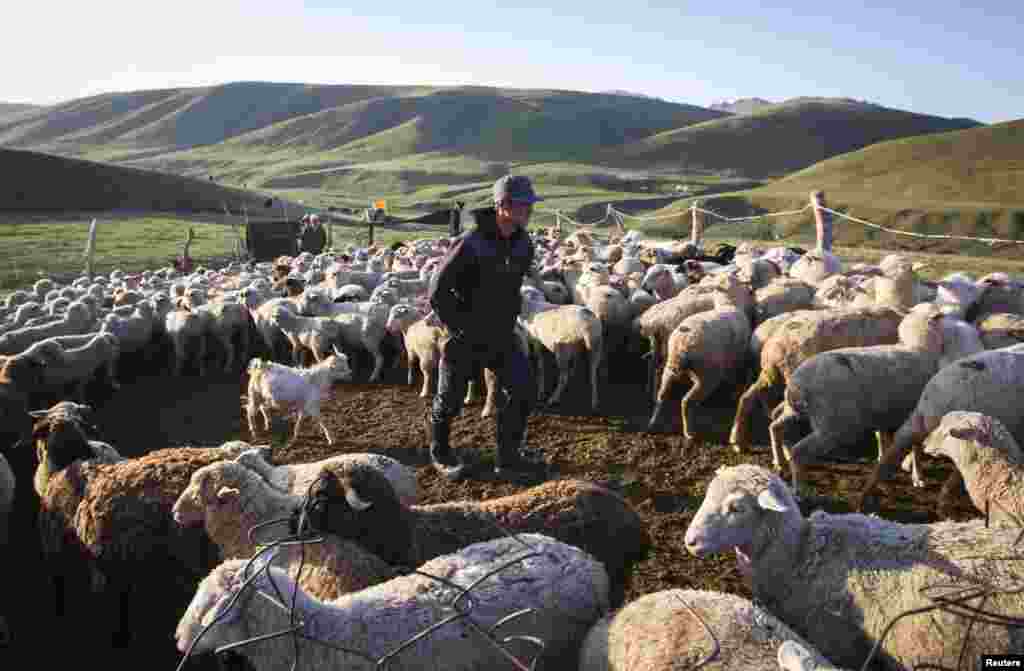 Shepherd Panarbek Madiyar tends to sheep and goats inside an enclosure on the Assy plateau, some 90 kilometers east of Almaty.