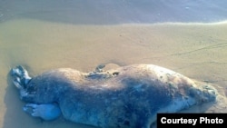 فک مرده خزر در ساحل قزاقستان