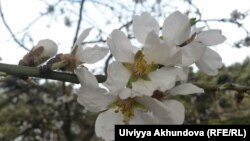 Foto arxiv