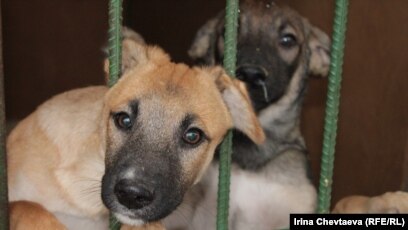 Russian Animal Rights Activists Protest Planned 'Dogs Deportation' Russian Animal Rights Activists Protest Planned 'Dogs Deportation'