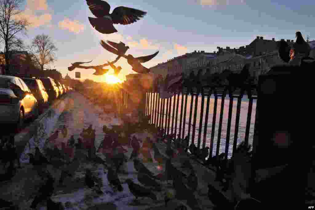 Pigeons rest on an embankment of the Fontanka River in St. Petersburg. (AFP/Olga Maltseva)