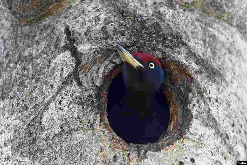 A woodpecker near Babchin, Belarus. In a 2015 study, biologists reported that the Chernobyl region &quot;illustrates the resilience of wildlife populations when freed from the pressures of human habitation.&quot;