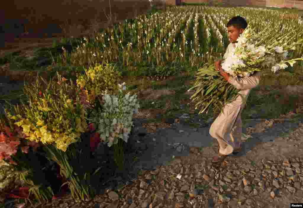 Hassan, a farmer, carries a bunch of flowers in the field to be sold in local markets in Lahore, Pakistan. (Reuters/Mohsin Raza)