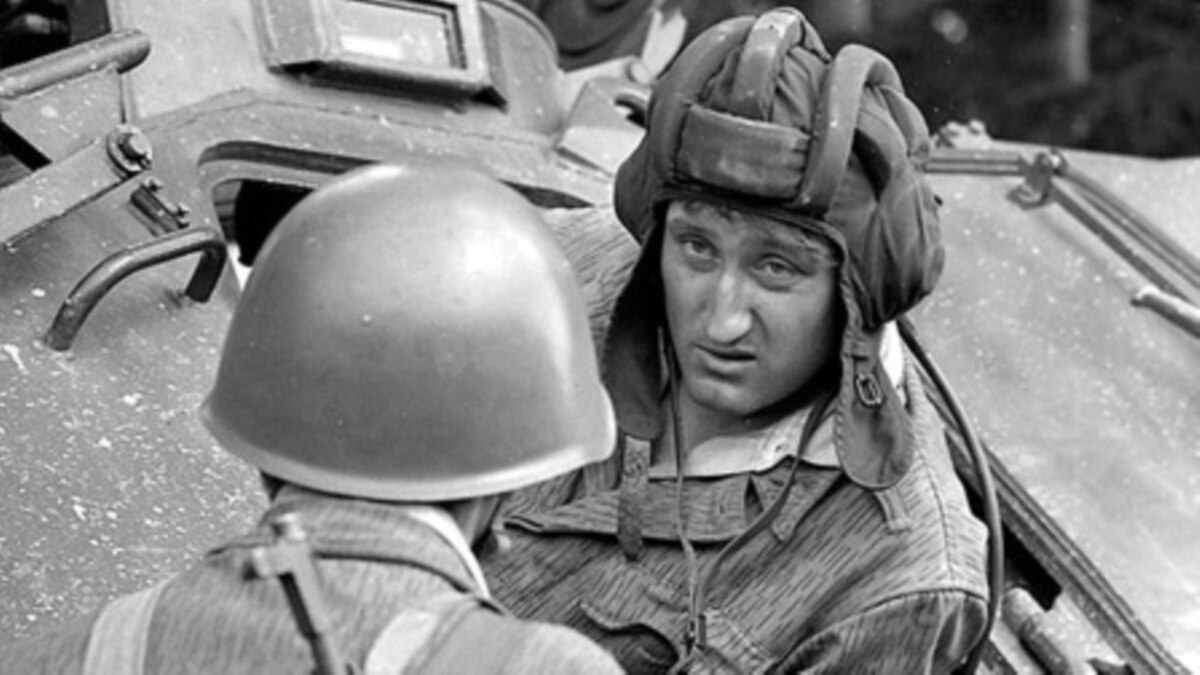 Кошки напрокат