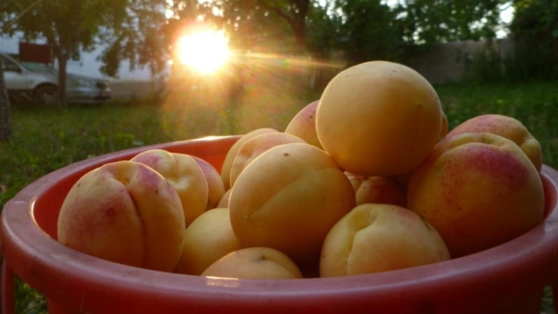 Узбекистан в этом году будет закупать абрикос в Таджикистане