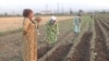 Tajikistan Tells Farmers To Avoid Ramadan Fast, Cites Disease And Need To Work