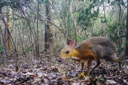 Vijetnamski miš-jelen, jedna od kritično ugroženih vrsta u Vijetnamu, snimljen 2018. sakrivenom kamerom.
