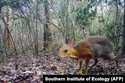Un șoarece-căprioară vietnamez – una dintre speciile pe cale de dispariție - se poate vedea în timp ce este fotografiat de o cameră ascunsă în 2018