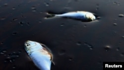 Мертвую рыбу выбрасывает на берег Мексиканского залива чаще, чем прежде, несмотря на то, что специалисты считают ситуацию почти нормальной
