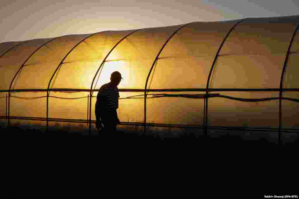 A farmer is silhouetted while harvesting cabbages in the village of Mamushe, Kosovo. (epa-EFE/Valdrin Xhemaj)&nbsp; &nbsp;