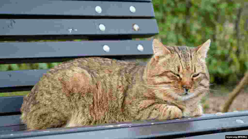 Температура воздуха днем &ndash; 10-14 градусов тепла. Кот мирно дремлет на скамейке