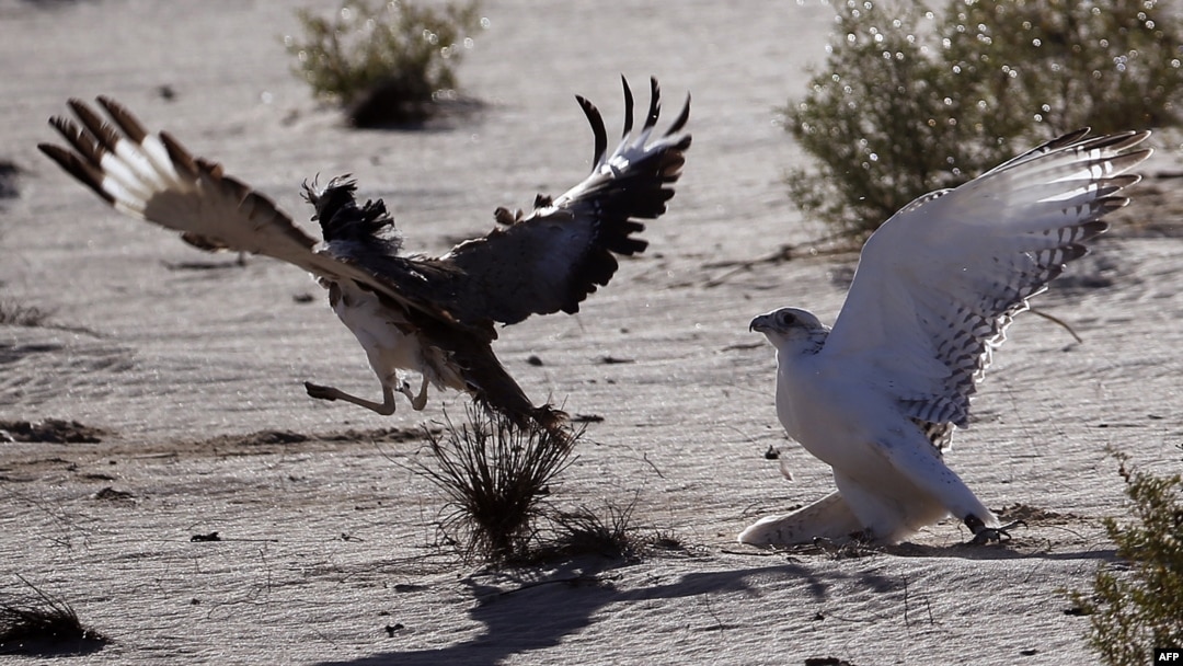 Иллюстратив сурат