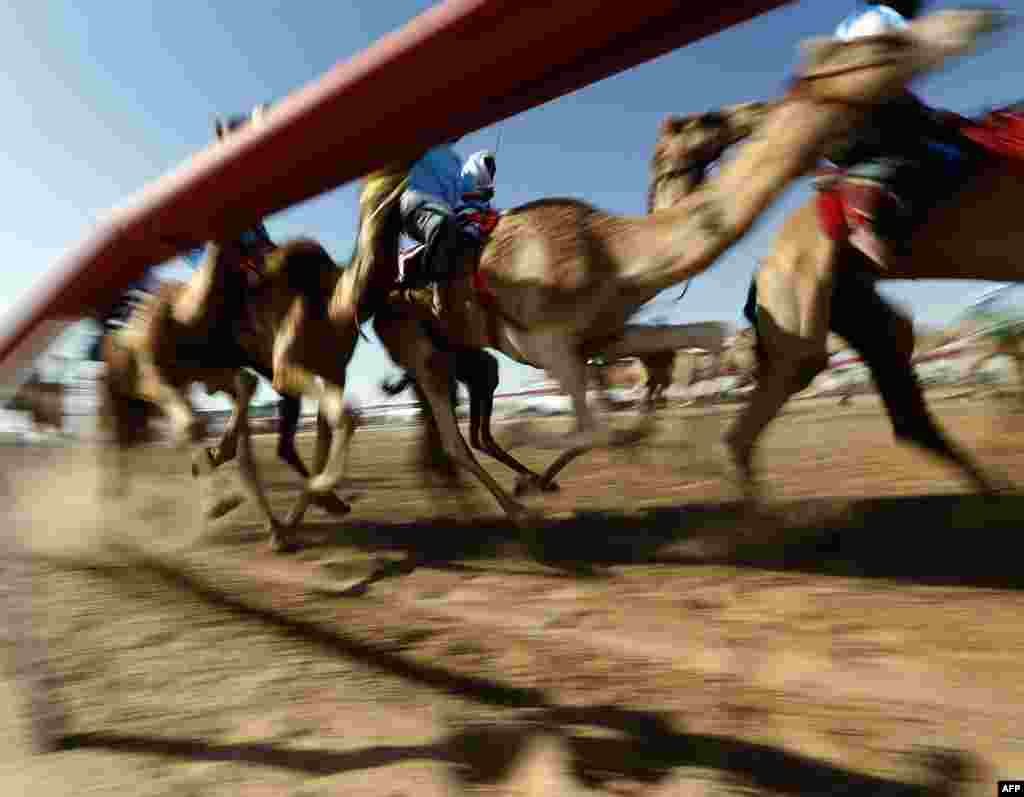 Jockeys compete in a traditional camel race during the Sheikh Sultan Bin Zayed al-Nahyan Camel Festival, held at the Shweihan racecourse, in the outskirts of Abu Dhabi. (AFP/Karim Sahib)