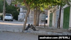 Türkmenistan (arhiw suraty). 