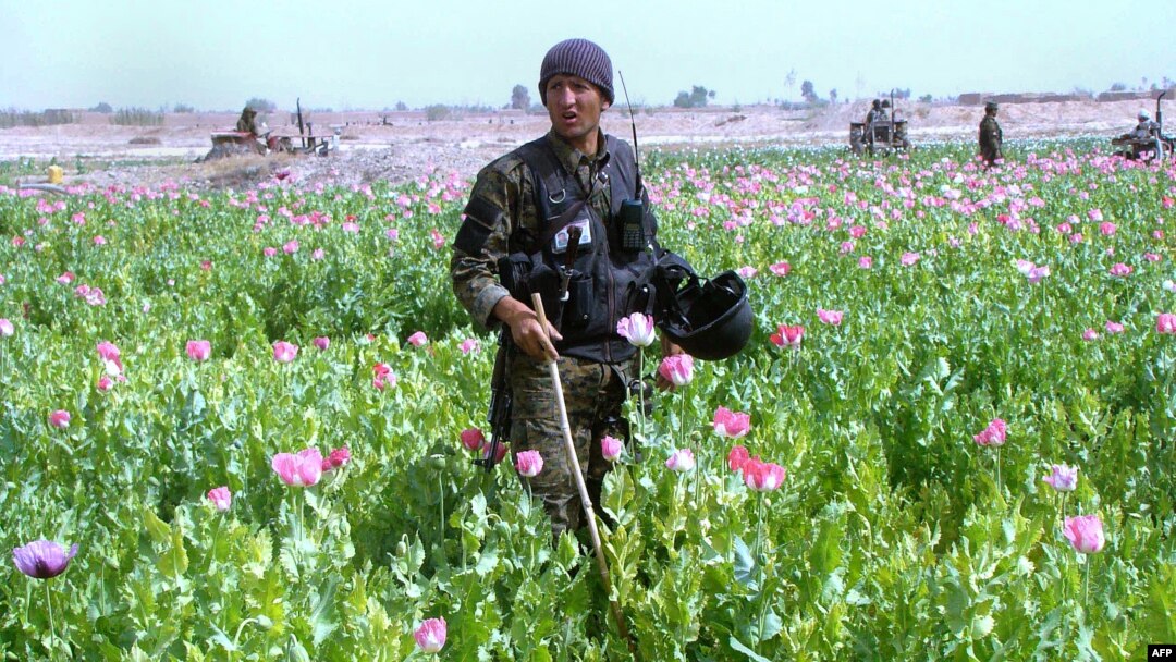 A policeman destroys a poppy field in the Nad-e Ali district of Helmand Province in March.