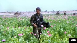 Afghanistan -- A policeman destroys a poppy field in the Nad-e Ali district of Helmand province, 20Mar2013