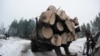 "Гринпис" опубликовал карту уничтоженных в России лесов 