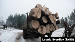 Вырубка леса, архивное фото