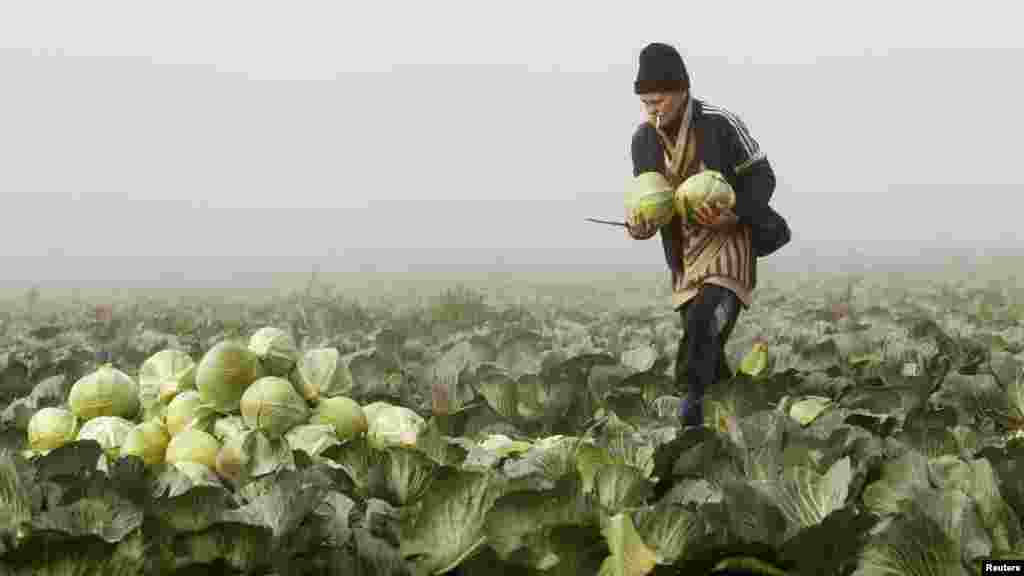 A Belarusian woman woman gathers cabbage in the field of a private farm near the village of Radashkovichi on October 18. (REUTERS/Vasily Fedosenko)