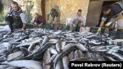 Співробітники рибницького заводу роду Кефаль. Крим, 2017 рік