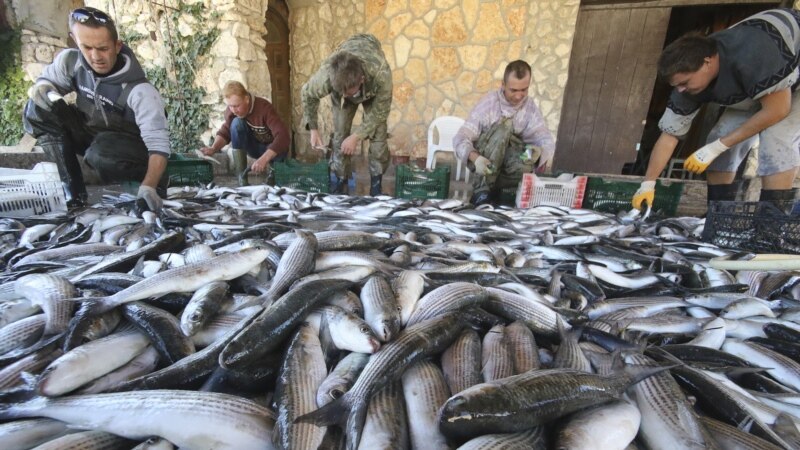 Роспотребнадзор выявил нарушения в половине проверенных точек продажи рыбы в Крыму