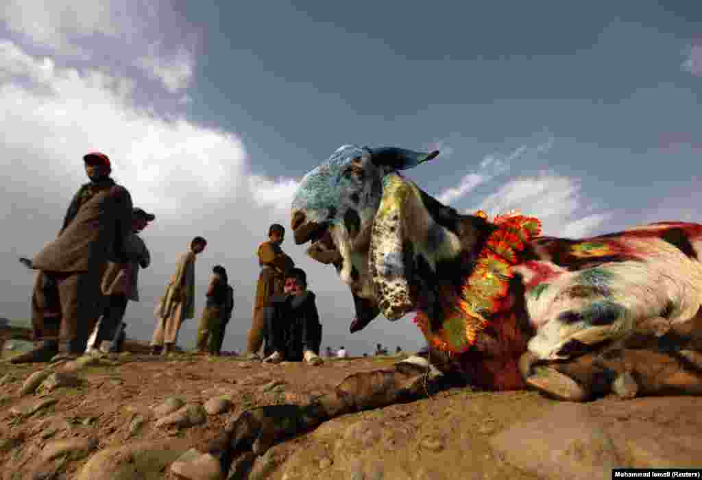 Vendors wait for customers at a livestock market in the Afghan capital, Kabul. (Reuters/Mohammad Ismail)