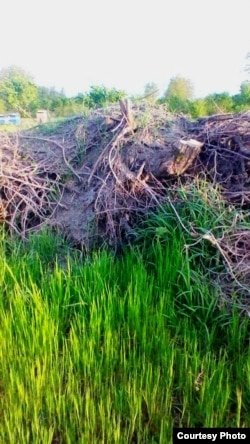 Zaqatalanın Muxax kənd ərazisinə düşən meşə zolağında kəsilmiş ağaclar. may2017