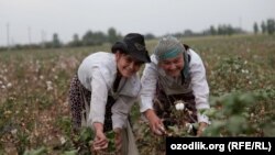 Uzbekistan - Uzbek girls are picking cotton in Tashkent region, undated