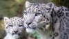 GERMANY -- The snow leopard mum Siri with her cub Barid in their enclosure in the Cologne Zoo, Cologne, Germany, 13 August 2015