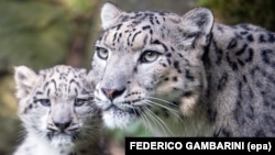 Snow leopards are one of the endangered animals that activists are concerned might be threatened by the new Russian law.