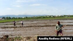 Kolxoz dövründə necə əkilirdisə, indi də həmin qayda ilə əkilir