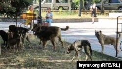  Бродячие собаки. Иллюстративное фото.