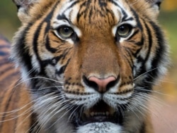 Тигрица Надя в зоопарке Бронкса. Один из тигров, заразившихся COVID-19