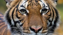 Надя, один із заражених малайських тигрів у зоопарку Бронкса