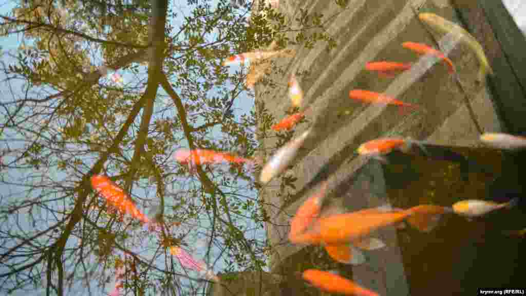 В монастырском пруду плавают красные рыбы и отражается дерево