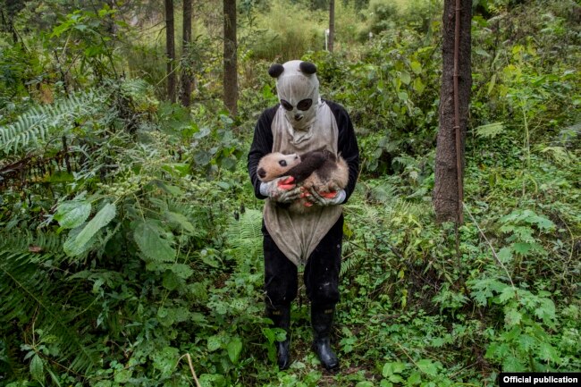 Эмі Вайталі, для National Geographic. Даглядчык апрануўся ў панду, каб мядзьведзі адчулі сябе на волі