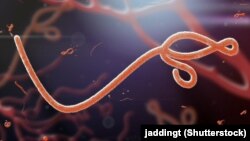 Вирус Эбола под микроскопом
