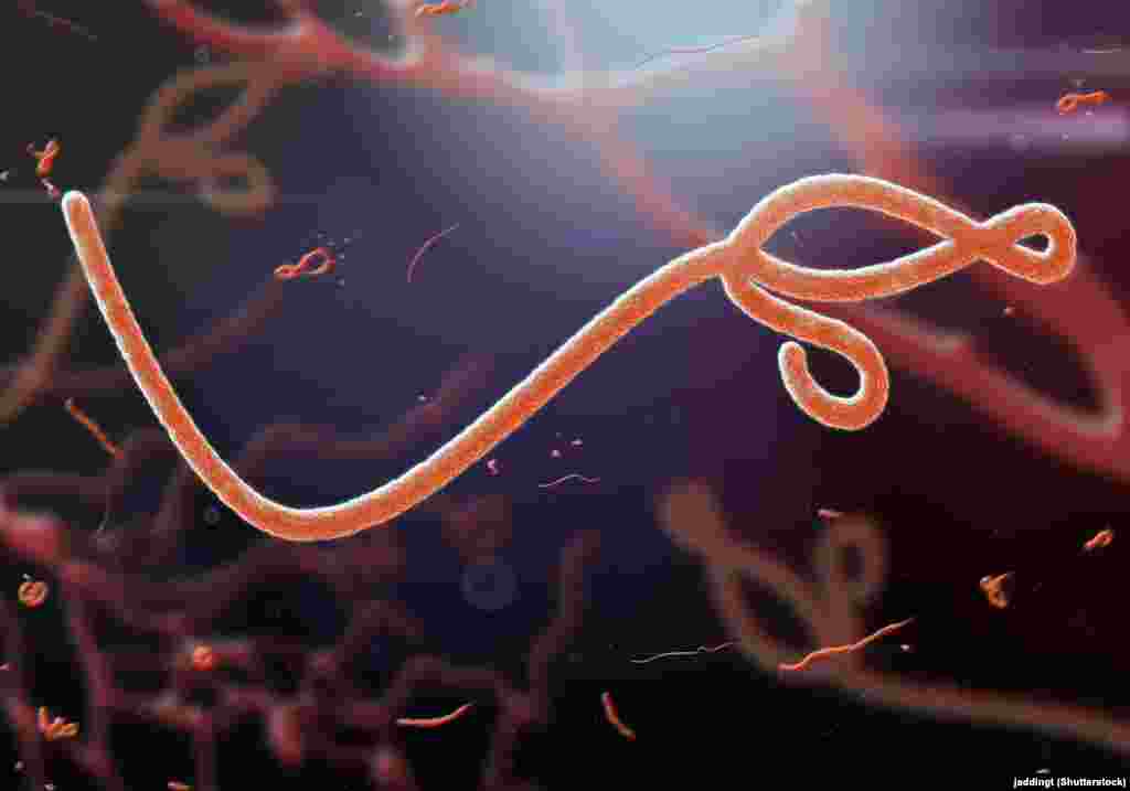Эбола вирусы микроскоп аша 