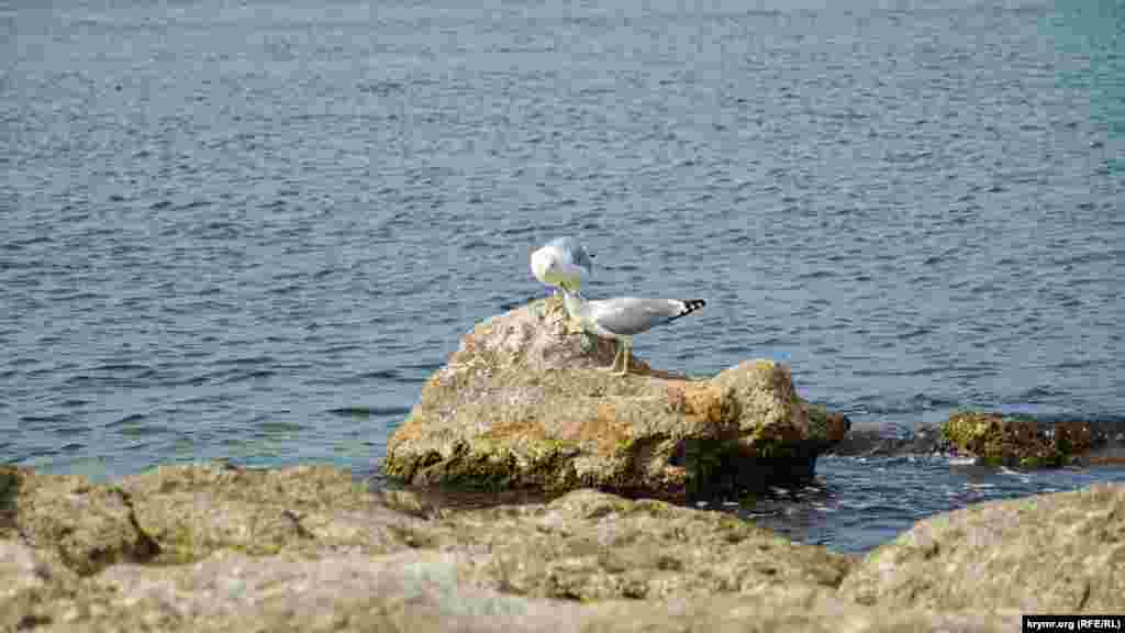 Чайки біля узбережжя Херсонеса