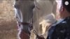 В Саратовской области за гибель лошадей наказаны полицейские